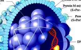 BS Việt Tại Mỹ: Virus này là "kẻ giết người thầm lặng", hàng chục triệu người Việt mang