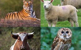 Bò đực vs Chim cú vs Cừu non vs Hổ: Khách hàng của bạn thuộc nhóm tính cách nào?