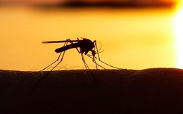 Trong vòng xoáy bất tận của dịch bệnh: Con người bây giờ đang truyền ngược ký sinh trùng sốt rét lại cho muỗi