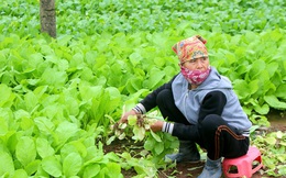 Nhà hàng, trường học đóng cửa, nông dân Hà Nội cũng bỏ rau