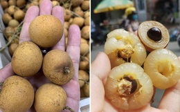 Có thể bạn chưa biết: Việt Nam có loại nhãn lạ, cùi cuộn như bắp cải, giá cao gấp 5 lần nhãn thường vẫn được săn lùng