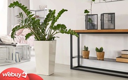 Những cây phong thuỷ "trợ lực" giúp 12 con giáp làm ăn phát tài phát lộc, tiền vào như nước