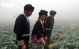 Trồng rau sạch có thu nhập hàng chục triệu đồng ở Vân Hồ, Sơn La