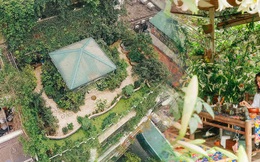 Flycam "khu rừng" trên sân thượng của người phụ nữ Hà Nội: Rộng 200m2, 1.500 hoa loa kèn bao phủ