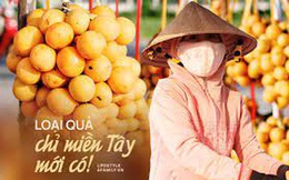 Miền Tây đang vào mùa loại quả được ví như "thần dược" trị bách bệnh, nhìn như trứng gà, thơm ngát như thị, nhưng nếm vào ngọt hay chua thì lại là do định mệnh!