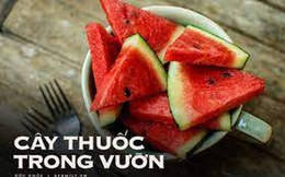 Vào hè, ăn dưa hấu: Không chỉ ngon mà còn là “nhà máy” chứa nhiều chất dinh dưỡng và làm thuốc chữa bệnh siêu hay