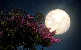 Đêm nay và mai, Việt Nam chiêm ngưỡng "siêu trăng hồng" kỳ ảo