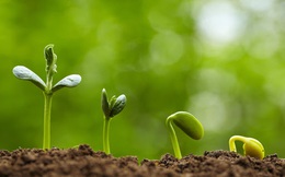 Tự sự của một người trồng rau mầm và bài học thấm: Đừng vội nhìn vào thành tựu của người khác mà nghĩ rằng mình thất bại!