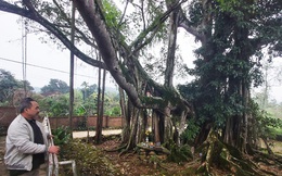 Chiêm ngưỡng cây đa Thần Rùa khổng lồ ở Hà Nội