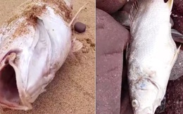 Cá chết bất thường dọc bãi biển Nghệ An