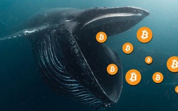 Số lượng 'cá voi bitcoin' vừa sụt giảm xuống mức thấp đáng kể