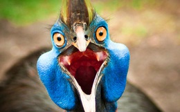 Cassowary: Loài chim nguy hiểm nhất hành tinh, ngay cả quân đội cũng phải nể sợ chúng vài phần