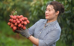 Cú điện thoại nửa đêm của lãnh đạo Bắc Giang, “ông” lái xe được bảo vệ hơn đại gia và cam kết của “vua vải” với thương nhân Trung Quốc