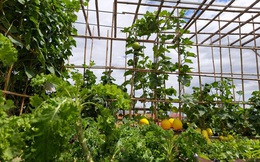 Sân thượng 50m² không khác gì trang trại với đủ loại rau quả sạch theo mùa của mẹ đảm ở Hà Nội