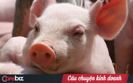 Không chỉ là cứu cánh của bầu Đức, chăn nuôi heo còn là "cần câu cơm" của hàng loạt doanh nghiệp lớn như C.P, Masan, Hoà Phát…