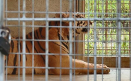 Vụ 'giải cứu' 17 con hổ nuôi trái phép: 9 con còn sống được chăm sóc thế nào?