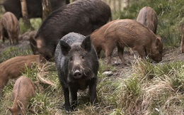 Một đàn lợn rừng làm việc "teamwork" để giải cứu hai con lợn bị kẹt trong bẫy