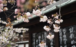 Triết lý sống đơn giản của người Nhật: ''Luôn đổ đầy bát trước khi trả lại'' và bài học tu dưỡng bản thân, mở rộng đường đời mà ai cũng nên học tập