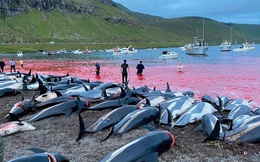 Cảnh chết chóc kinh hoàng trên bãi biển nhuộm đỏ máu của 1.400 con cá heo: Ngỡ thảm họa thiên nhiên nhưng nguyên nhân từ chính con người