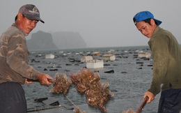 Quảng Ninh: Hàu sữa rớt giá vì dịch COVID-19, ngư dân trắng đêm thu hoạch