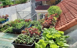 Khoảng sân thượng chỉ 15m² nhưng đủ các loại rau xanh tốt tươi không lo thiếu thực phẩm mùa dịch ở Hà Nội