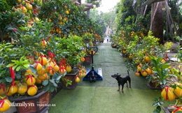 "Ngợp" với vườn bưởi Diễn nghìn quả tại Sài Gòn, Tết này không chỉ mua cúng, nhiều gia đình thích bày cả cây bưởi trăm triệu trong nhà