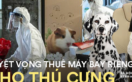 Tháo chạy khỏi Hong Kong: Tuyệt vọng thuê chuyên cơ riêng cho thú cưng để bỏ trốn khỏi nơi có quy định Covid khắt khe nhất thế giới