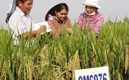 Tại sao giáo viên không được mua, nhận tặng cho đất trồng lúa?