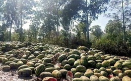 "Thảm cảnh" ở biên giới Trung Quốc: Hàng nghìn tấn hoa quả thối rữa, vứt bỏ hàng loạt