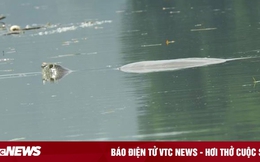 Theo dấu 'thuồng luồng': Ở hồ Đồng Mô, có bao nhiêu cá thể rùa Hoàn Kiếm?