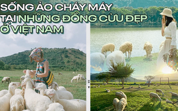 Những cánh đồng thả cừu ấn tượng ở Việt Nam khiến hội mê sống ảo đứng ngồi không yên