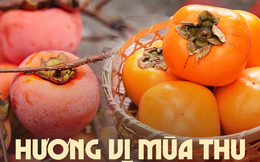 "Một quả hồng, mười vị thuốc" - Đặc sản mùa gió về chị em không nên bỏ qua