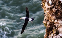 Chuyện của chú chim hải âu cô đơn nhất thế giới: Vĩnh viễn không tìm thấy đường về nhà