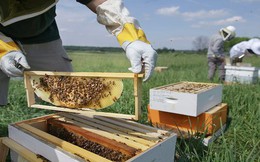 Nghiên cứu mới cho thấy một loài ong có khả năng thay đổi thời tiết