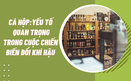 Cá hộp: Giải pháp giảm thiểu biến đổi khí hậu hiệu quả đến không ngờ!