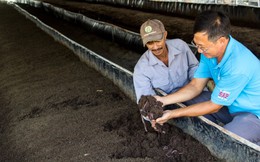 Sếp DN nuôi trùn quế từ chất thải heo đầu tiên tại Việt Nam: Kinh tế bao trùm đòi hỏi tầm nhìn kinh doanh dài hạn và phát triển bền vững