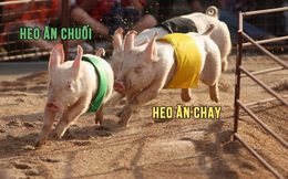 Cuộc chiến thịt heo: Heo ăn chay – Heo ăn chuối “cân sức cân tài”, Masan MEATLife và Dabaco "đuối" về biên lợi nhuận gộp