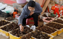 Một ngày ở chợ nấm Côn Minh - nơi bán 'thức quà của đất' đắt đỏ bậc nhất thế giới