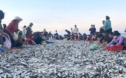 Quăng mẻ lưới 'trúng đậm' hàng tấn cá, ngư dân thu trên chục triệu đồng