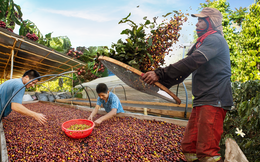 Người đàn ông bỏ việc công ty nước ngoài về trồng cà phê, thu gần 300 triệu mỗi năm, đổi đời ngoạn mục nhờ nông nghiệp tái sinh