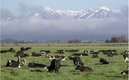 'Cuộc chiến sữa' New Zealand - Canada khơi mào tranh chấp thương mại đầu tiên trong CPTPP