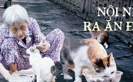"Bà nội khùng" của đám mèo hoang ở Thảo Cầm Viên