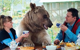 Chú gấu Stepan nổi tiếng kiếm tiền bằng cách nào?