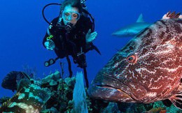 'Nữ hoàng đại dương' Sylvia Earle: U90 vẫn miệt mài bảo vệ môi trường dưới nước