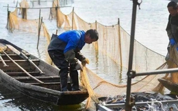 Cá sinh sôi dày đặc chỉ sau 2 năm, tại sao Trung Quốc vẫn tiếp tục kế hoạch 10 năm cấm đánh bắt ở sông Trường Giang?