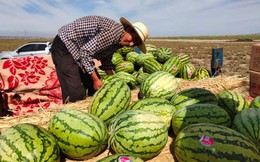 Dưa hấu mọc từ kẽ đá được ví như 'mỏ bạc' nhưng tuyệt nhiên không ai dám nhân rộng: Vì sao?