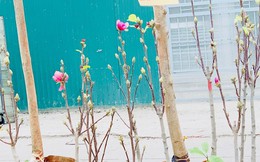 Người Hà Nội chi tiền triệu mua mộc lan chơi Tết sớm