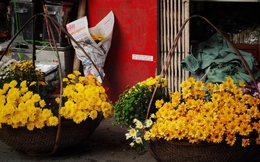 Phố phường Hà Nội rực rỡ sắc màu với những gánh hàng hoa