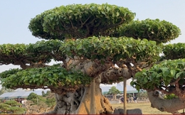 Chiêm ngưỡng cây sanh cổ giá siêu đắt 10 tỷ đồng