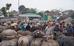 Kiểm tra trên toàn quốc cơ sở cho trâu bò ăn chất tạo nạc